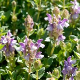 Alpine Skullcap